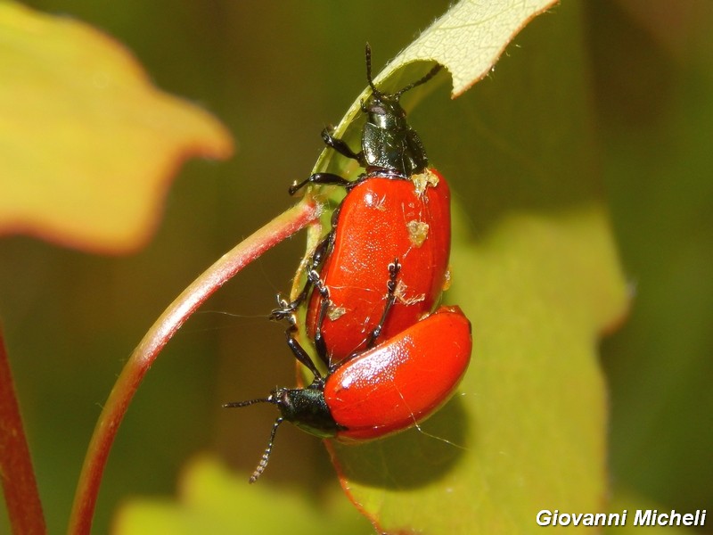 Chrysomela populi (cf.)